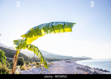Albero di banane con banane sulla spiaggia sfondo. L'Albania Foto Stock