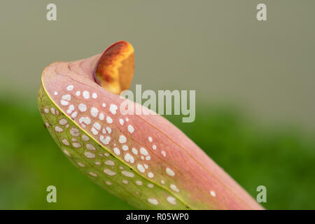 Sarracenia è un genere di piante carnivore indigene della costa orientale degli Stati Uniti, Texas, la zona dei Grandi Laghi e del sud-est Cana Foto Stock