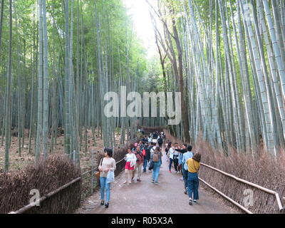 I turisti a piedi lungo uno dei percorsi, sopraffatte da imponenti tronchi di alberi in Arashiyama Boschetto di bambù / Sagano Foresta di Bamboo, Kyoto, Giappone Foto Stock