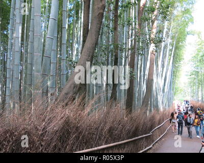 I turisti a piedi lungo uno dei percorsi, sopraffatte da imponenti tronchi di alberi in Arashiyama Boschetto di bambù / Sagano Foresta di Bamboo, Kyoto, Giappone Foto Stock