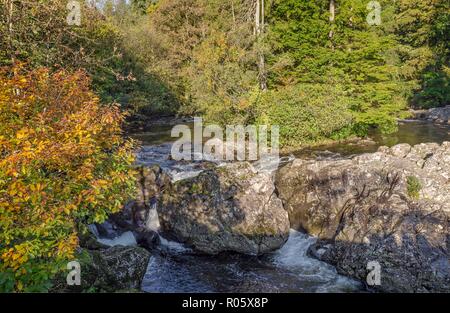 Il fiume Llugwy corre sopra alcune rocce presso il villaggio gallese di Betws-y-coed. Alberi circondano il fiume su ciascun lato. Foto Stock