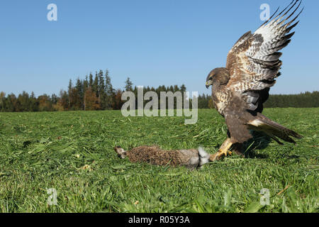 Steppa poiana (Buteo buteo) sui morti falciati europeo (lepre Lepus europaeus) Allgäu, Baviera, Germania Foto Stock