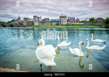 Il re Giovanni del castello con molti cigni in primo piano, Limerick, Irlanda Foto Stock