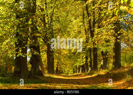 Linden-Allee in autunno, Parco di Wilhelmsthal Castello, Landscape Park, Nord Hesse, vicino a Kassel, Hesse, Germania Foto Stock