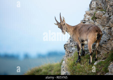 Stambecco delle Alpi (Capra ibex) su un pendio, Niederhorn, Svizzera Foto Stock