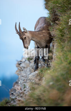 Stambecco delle Alpi (Capra ibex) su un pendio, Niederhorn, Svizzera Foto Stock