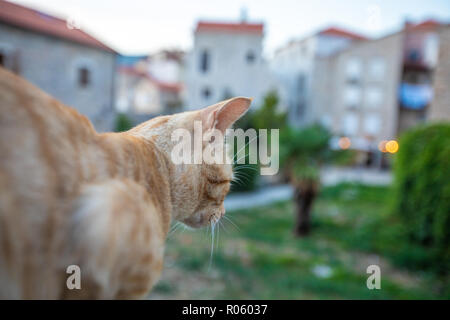 Gatto rosso sulla strada della vecchia città di Budva. Montenegro Foto Stock