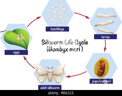 Silkworm ciclo di vita illustrazione schema Illustrazione Vettoriale