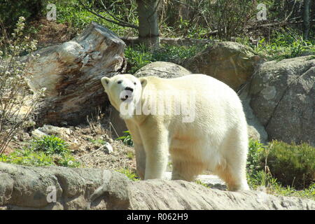 Polar Bear Ursus maritimus allo Zoo del North Carolina Foto Stock