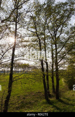 Tramonto in natura, le giornate di sole illumina gli alberi lungo la strada Foto Stock
