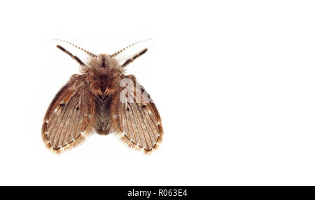La fotografia macro di Tarma volare isolato su sfondo bianco con spazio Foto Stock