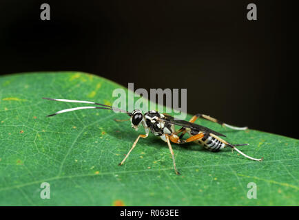 La fotografia macro di Ichneumon Wasp di bianco e nero con antenne su foglia verde Foto Stock