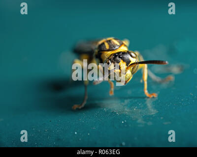 La fotografia macro di Vespa sul blu verde materiale metallico Foto Stock