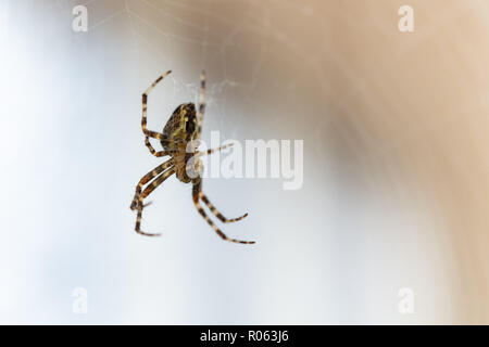 Comune ragno outdoor in Oregon - Croce di orb weaver (Araneus diadematus) sul web. Foto Stock