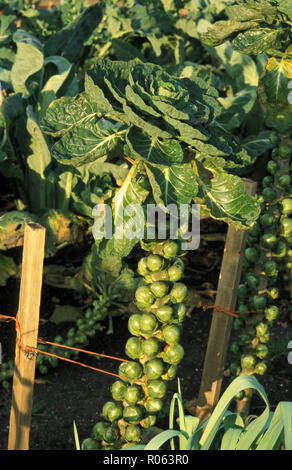 I cavoletti di Bruxelles in crescita (Brassica oleracea) Foto Stock