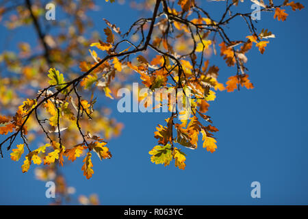 Rovere, Ek (Quercus robur) Foto Stock