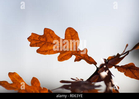 Rovere, Ek (Quercus robur) Foto Stock