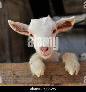 WOP Foto Stock