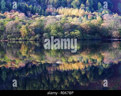 Holme legno riflette in Loweswater distrubed da due anatre di nuoto, Parco Nazionale del Distretto dei Laghi, Cumbria, England, Regno Unito Foto Stock