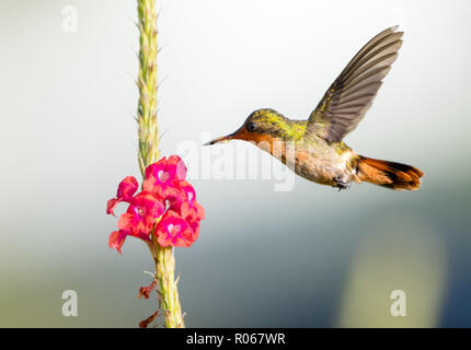 Femmina Coquette Tufted alimentazione su un Vervain fiore. Foto Stock