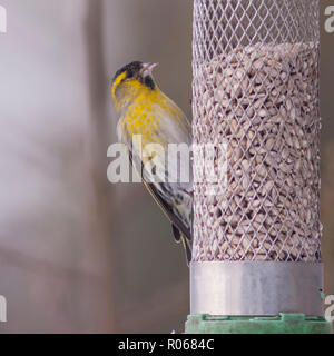 Un Lucherino eurasiatico (Carduelis spinus) maschio adulto alimentazione nelle condizioni di congelamento in un giardino di Norfolk Foto Stock