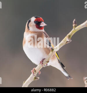 Un Cardellino (Carduelis carduelis) in condizioni di congelamento in un giardino di Norfolk Foto Stock