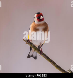 Un Cardellino (Carduelis carduelis) in condizioni di congelamento in un giardino di Norfolk Foto Stock