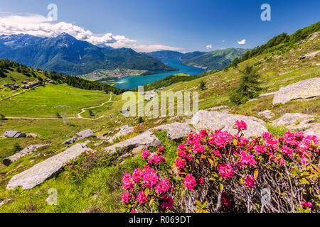 Rododendri sul Monte Berlinghera con Alpe di Mezzo e Alpe Pesceda in background, provincia di Sondrio, Lombardia, Italia, Europa Foto Stock