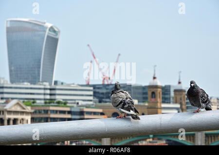 Due piccioni guardando uno dei skycrapers nella città di Londra Foto Stock