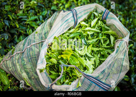 Le piantagioni di tè, Munnar in i Ghati Occidentali montagne, Kerala, India, Asia Foto Stock