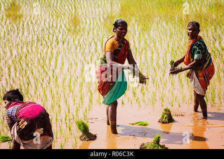 Arunachala a Tiruvannamalai, Tamil Nadu, India, 30 Gennaio 2018: le donne che lavorano al campo di risone Foto Stock