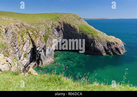 Barafundle Bay, Pembrokeshire Coast, Pembrokeshire, Wales, Regno Unito, Europa Foto Stock