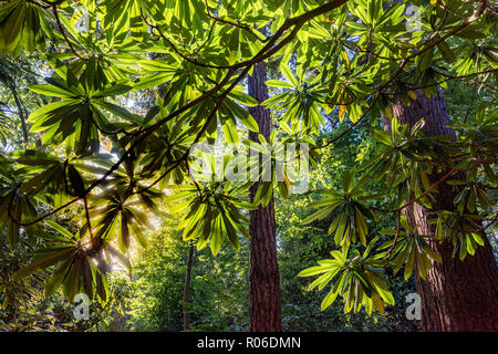 Albero con foglie palmate, VanDusen Botanical Garden, Vancouver, British Columbia, Canada Foto Stock