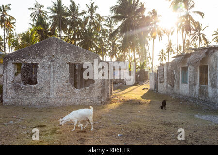 Capre dalle case in pietra circondato da alberi di palma nel villaggio di Jambiani a Zanzibar, Tanzania nel tramonto. Foto Stock
