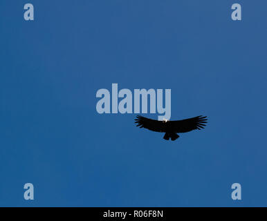 Condor sopra il Canyon del Colca a Condor Cross o Cruz del Condor viewpoint in Chivay, Perù Foto Stock