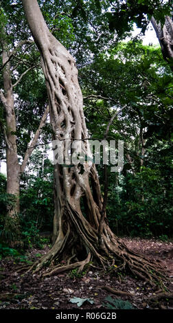 La Liana che ha coperto il tronco del ficus fino alla sua morte in Fiema Boabeng Monkey santuario di Techiman il, Ghana Foto Stock