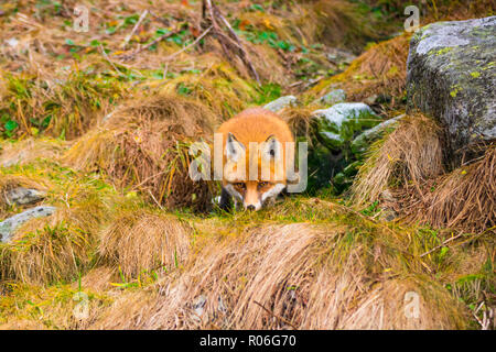 In agguato fox cattura in natura slovacca.Alti Tatra Foto Stock