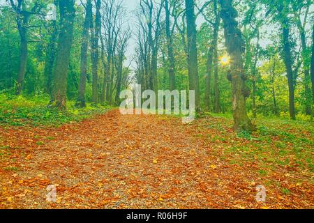 Autunno park alley con alberi di arancio e foglie cadute. Vicolo di Autunno nel parco. Parco paesaggio autunnale scena Foto Stock