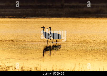 Apache del Bosque in Nuovo Messico serve come l'inverno motivi per eseguire la migrazione da sandhill gru e le oche delle nevi Foto Stock
