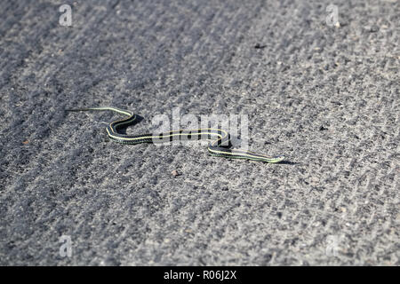 Un serpente giarrettiera attraversa su una strada sconnessa Foto Stock