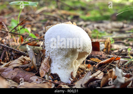 Puffball intagliato, mosaico puffball, Calvatia utriformis, Baviera, Germania, Europa Foto Stock