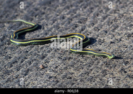 Un serpente giarrettiera attraversa tutta su pavimentazione ruvida Foto Stock