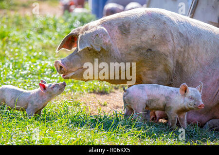 Un bambino piglet guarda al suo seminare la mamma per comodità su un intervallo libero allevamento di suini in Nuova Zelanda Foto Stock