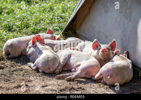 Un gruppo di piccoli rosa di suinetti di riposo al sole con la loro capanna rifugio su una scelta libera di allevamento di suini in Nuova Zelanda Foto Stock