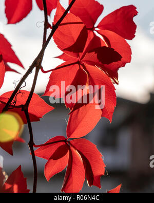 Autunno rosso foglie d'edera su uno sfondo sfocato. Sentiero lastricato. Foto Stock