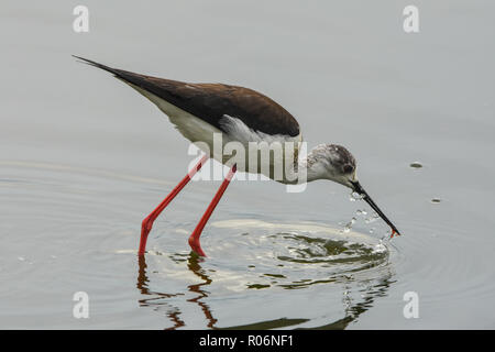 Black-winged stilt alimentare Foto Stock