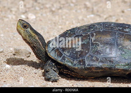 Palude turtle crogiolarsi al sole Foto Stock