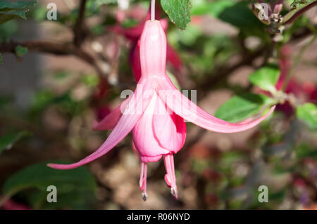 Close up di rosa fucsia fiore Shahan Jack Foto Stock