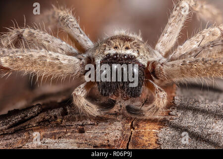 Gigantesco ragno granchio, Olios giganteus Foto Stock