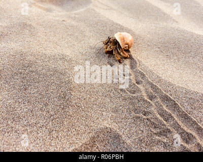 Eremita granchi sulla spiaggia - crab all'interno della shell Foto Stock